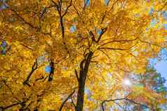 秋天生动的黄色的枫木树蓝色的天空背景完整的框架向上视图