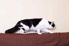 黑色的白色毛茸茸的猫走沙发上
