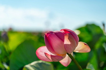 粉红色的莲花花摇摆风背景绿色叶子莲花场湖自然环境