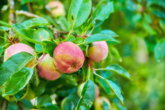 苹果一天医生摘苹果看起来诱人的健康的诱人的治疗