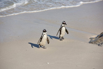<strong>企鹅</strong>黑足<strong>企鹅</strong>巨石海滩南非洲