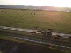 空中飞行小群牛牛走统一农场路山黑色的棕色（的）发现了牛前视图农村春日落田园农村景观