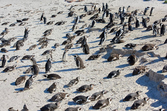 企鹅黑足企鹅巨石海滩南非洲