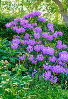 紫色的杜鹃花系列紫色的杜鹃花园