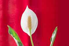 花白色马蹄莲花瓣植物自然开花花