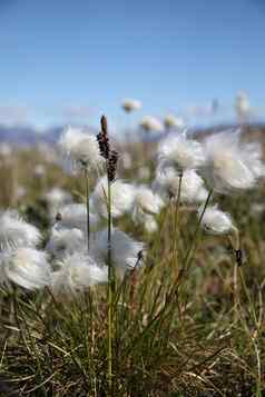 北极棉花北极cottongrass吹风池塘入口努勒维特