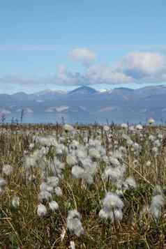 北极棉花北极cottongrass吹风池塘入口努勒维特