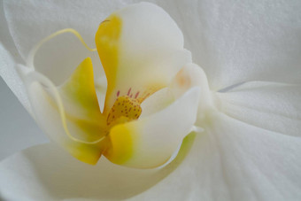 郁金香花园照片美丽的郁金香花园早期春天