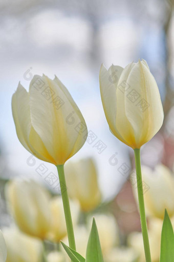 白色郁金香花园美丽的白色郁金香花园早期春天