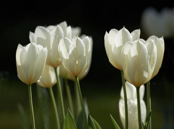 白色郁金香花园美丽的白色郁金香花园早期春天