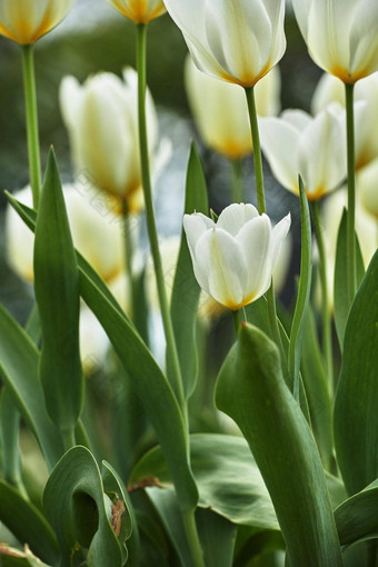 白色郁金香花园美丽的白色郁金香花园早期春天