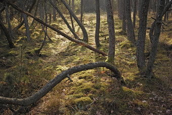 森林荒野不文明的森林荒野丹麦点自然公园