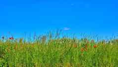 绿色字段蓝色的天空春天农田春天很多复制空间