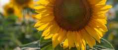 美丽的向日葵花园场盛开的向日葵背景日落种类向日葵布鲁姆日益增长的向日葵使石油