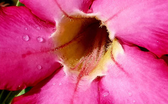 美丽的关闭粉红色的花粉红色的黄蔓黄蔓空白夹竹桃科滴新鲜的露水早....