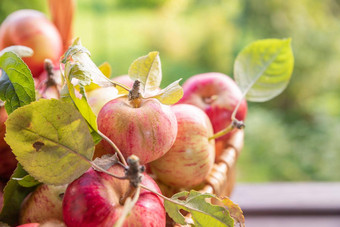 有机苹果篮子夏天草新鲜的苹果自然成熟的花园水果新鲜选水果准备好了吃秋天秋天收获