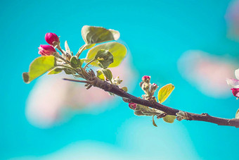 苹果开花苹果树国内花园太阳闪亮的<strong>焦点</strong>前景背景<strong>焦点</strong>