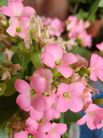 长寿粉红色的花有技巧的类虎耳草景天科