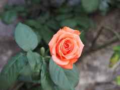玫瑰橙色花有技巧的蔷薇属