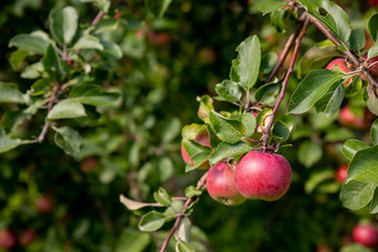 秋天一天农村花园框架成熟的红色的苹果树海棠家庭联欢<strong>晚会</strong>永久培养森林花园小水果郁郁葱葱的<strong>绿色</strong>树水果准备好了收获苹果果园