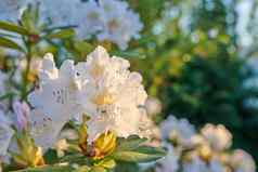 白色杜鹃花系列白色杜鹃花园