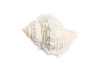 图像白色海螺贝壳白色背景<strong>海底动物</strong>海贝壳