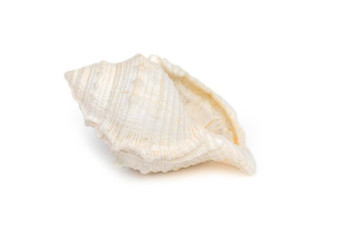 图像白色海螺贝壳白色背景海底动物海贝壳