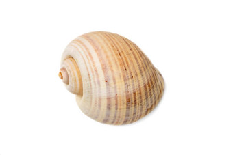 图像大空海洋蜗牛壳牌白色背景海底动物海贝壳