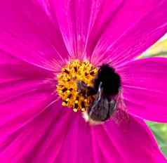 熊蜜蜂收集花蜜粉红色的花粉红色的花瓣特写镜头