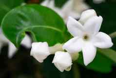 白色花马达加斯加茉莉花植物千金子藤关闭