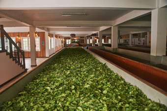 茶树叶干燥生产行茶工厂康堤斯里兰卡斯里兰卡