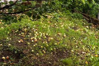 下降苹果果园工业苹果收获苹果背景苹果说谎地面