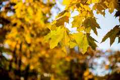 明亮的色彩斑斓的枫木叶子湖背景美丽的视图秋天叶子公园阳光明媚的早....金秋天公园分支机构倾斜河