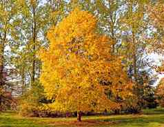 秋天景观森林公园黄色的树叶子阳光明媚的秋天一天