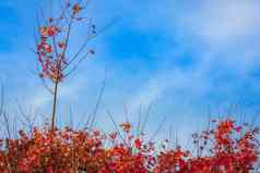 秋天景观红色的树草坪里约大苏尔巴西