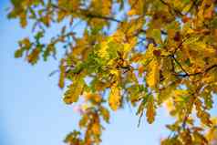 色彩斑斓的秋天橡木叶子背景蓝色的天空阳光明媚的天气黄色的秋天叶子分支机构蓝色的天空明亮的金橡木叶子秋天