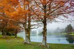 秋天景观树湖草坪里约大苏尔巴西