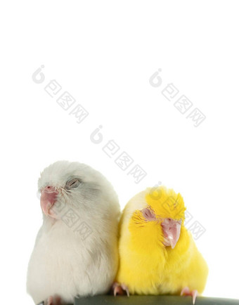 一对小白色黄色的鹦鹉长尾小鹦鹉forpus鸟睡觉白色隔离背景