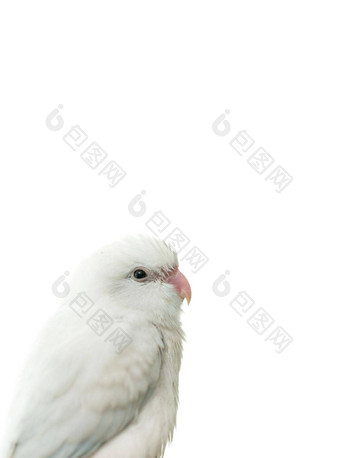 小白色鹦鹉长尾小鹦鹉forpus鸟白色隔离背景