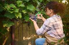 后视图女人酒种植者挑选新鲜的成熟的有机葡萄葡萄园后院夏天小屋