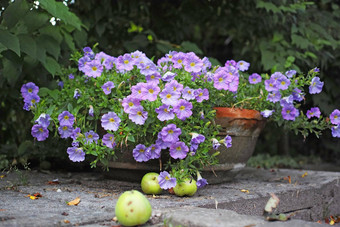 特写镜头花园盆栽植物完整的小紫色的花一天绿色苹果说谎混凝土窗台后院概念各种植物水果树
