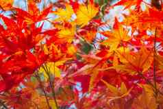 加拿大枫木叶子金秋天景观草坪巴西
