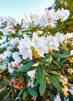 白色杜鹃花系列白色杜鹃花园