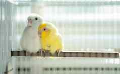 一对小鹦鹉长尾小鹦鹉白色黄色的forpus鸟笼子里