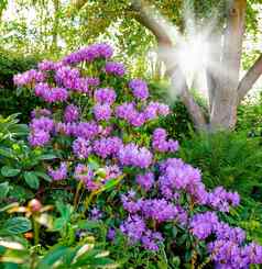 紫色的杜鹃花系列紫色的杜鹃花园