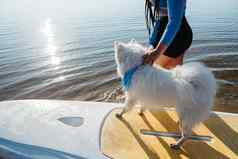 白雪公主狗品种日本斯帕斯站董事会女人准备paddleboarding宠物
