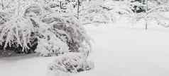 雪植物基斯太阳冬天模糊自然背景森林蕨类植物植物雪白霜特写镜头花园雪