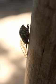 蝉昆虫cicadidae