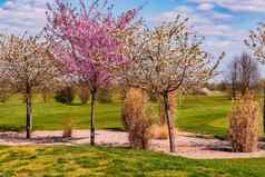 浪漫的树色彩斑斓的花朵沙子地堡绿色草坪上德国高尔夫球春天