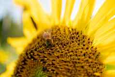 小蜂蜜蜜蜂授粉黄色的向日葵场